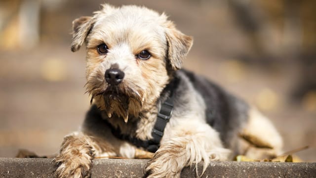 Norfolk-Terrier sind die kleinsten unter den Terriern.