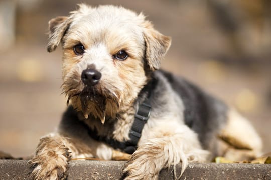 Norfolk-Terrier sind die kleinsten unter den Terriern.