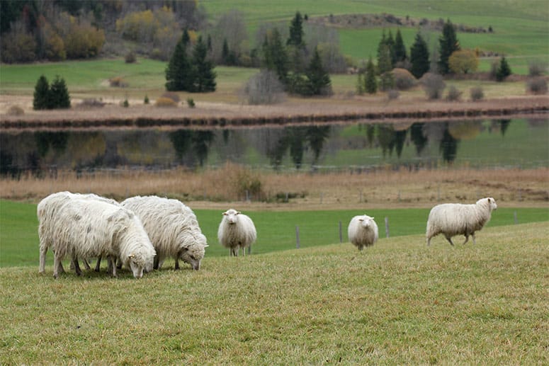 Im Allgäu stoßen Wanderer auf die Moorschnucken. Das ist eine Schafrasse, die wie ein natürlicher Rasenmäher arbeitet.