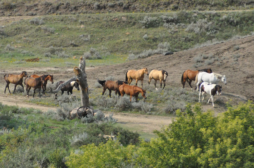 Schauspiel am Morgen: Mit Glück können Gäste beobachten, wie die Pferde über die Hügel zur Farm ziehen.