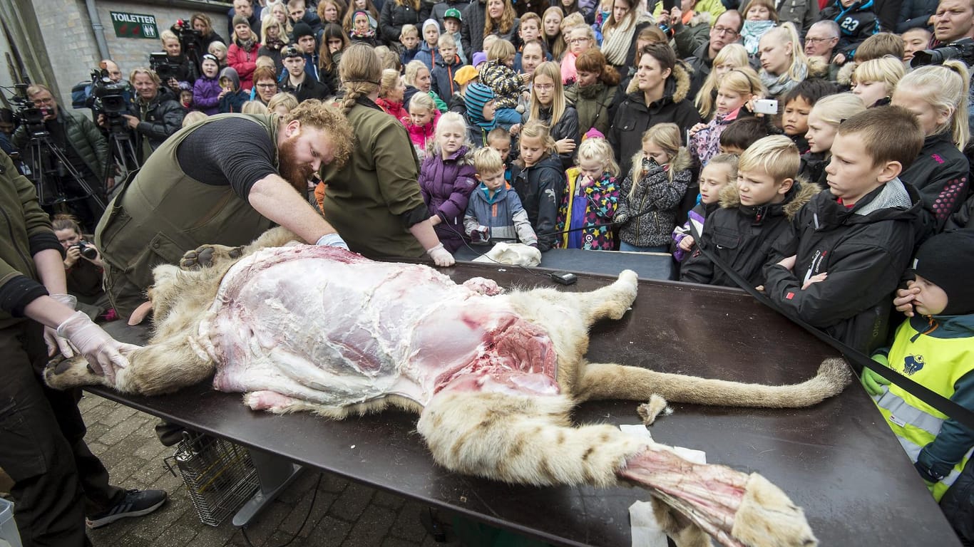 Bizarre Szene in einem Zoo in Dänemark: Viele Kinder halten sich die Nase zu.