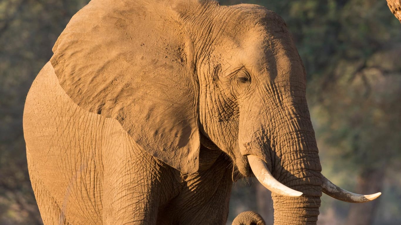 Afrikanischer Elefanten-Bulle: Ein außergewöhnlich altes und großes Exemplar davon wurde in Simbabwe wohl von einem Deutschen erschossen.