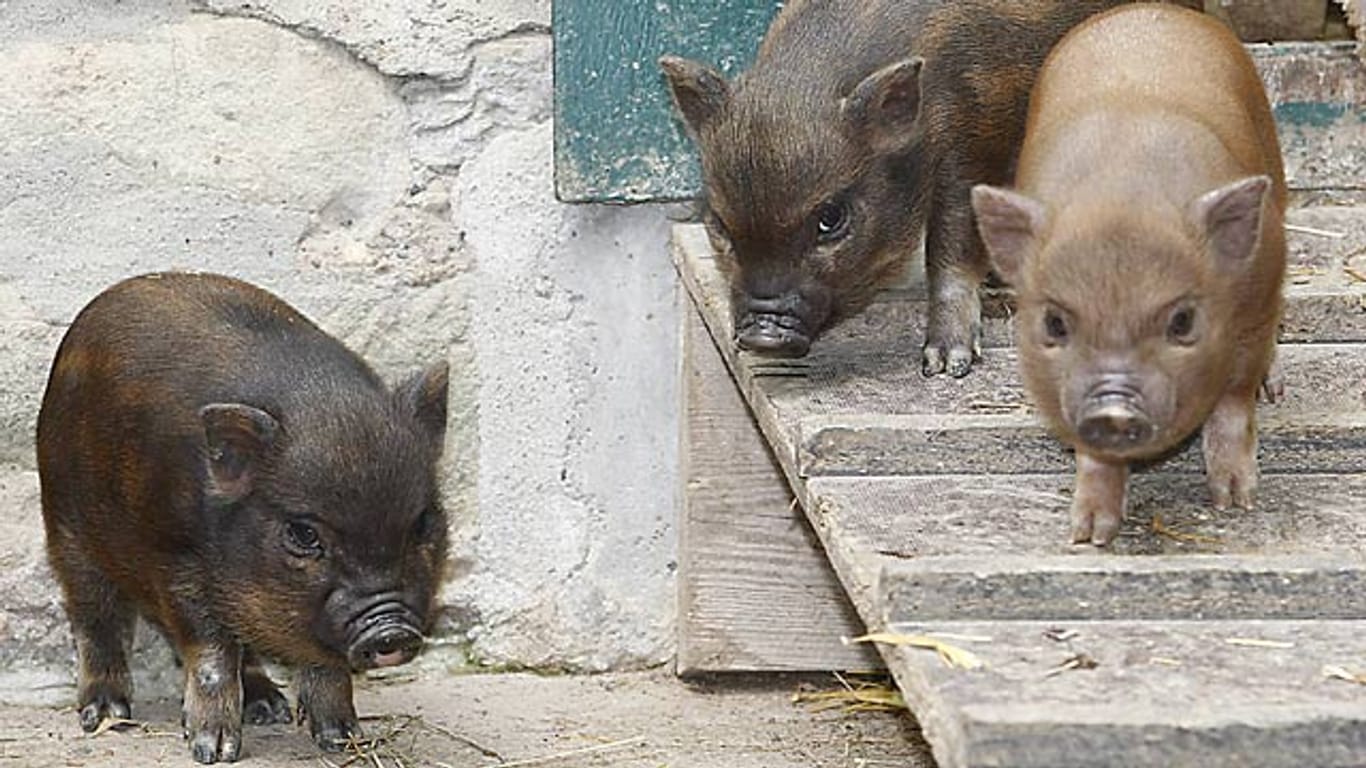 Süß, aber nicht ganz unkompliziert: Minischweine brauchen ausreichend Platz und Gesellschaft.