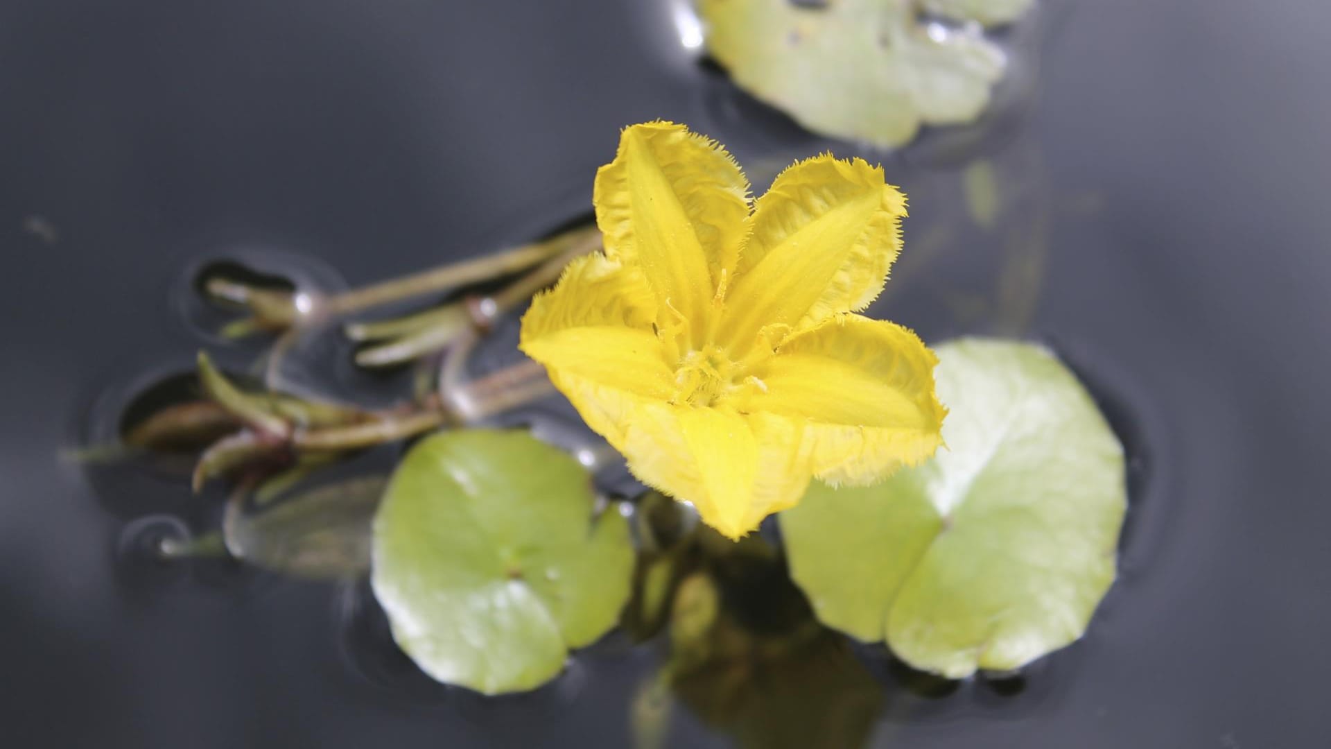 Die Seekanne fühlt sich in tieferen Gartenteichen wohl.