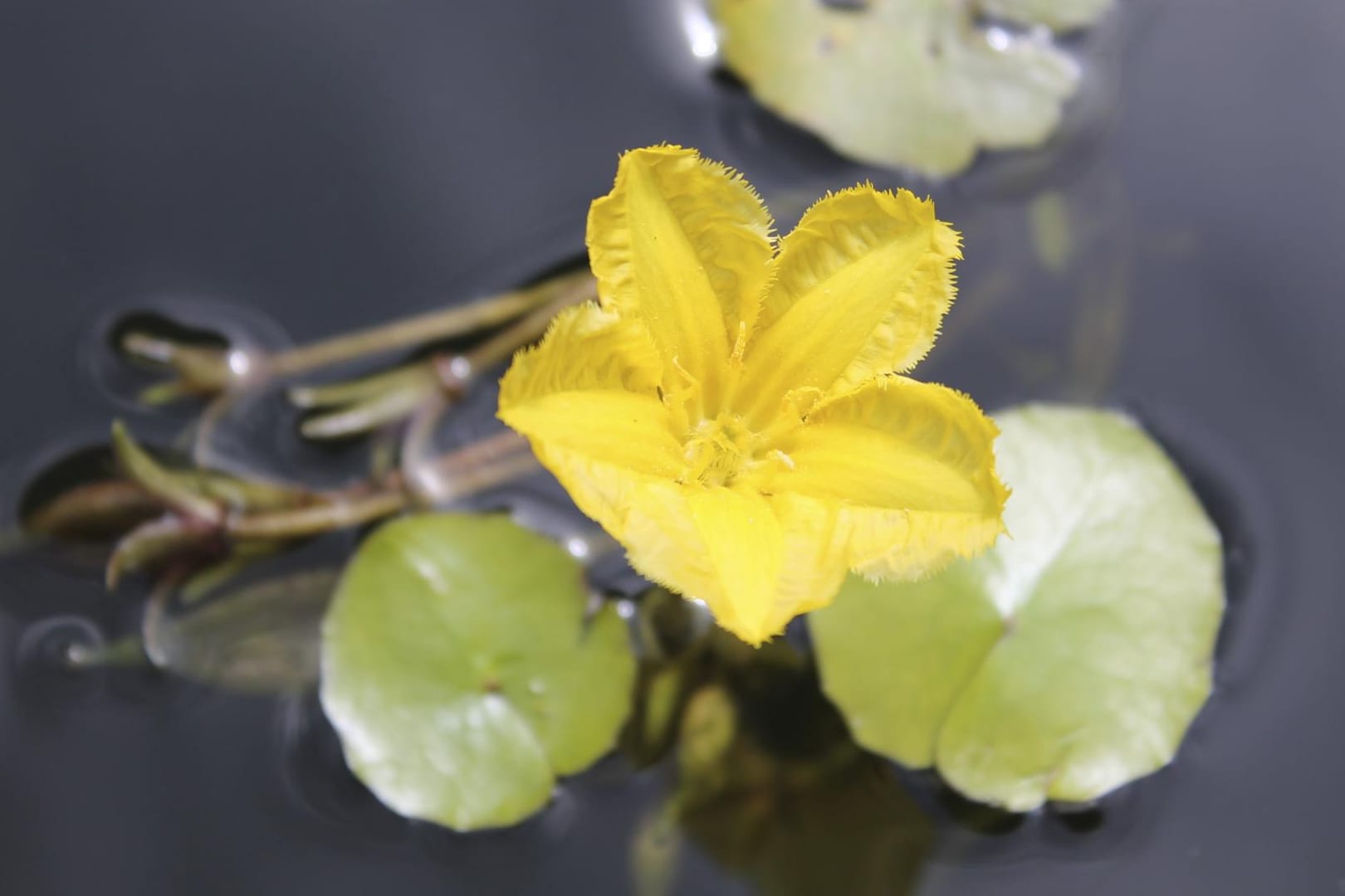 Die Seekanne fühlt sich in tieferen Gartenteichen wohl.