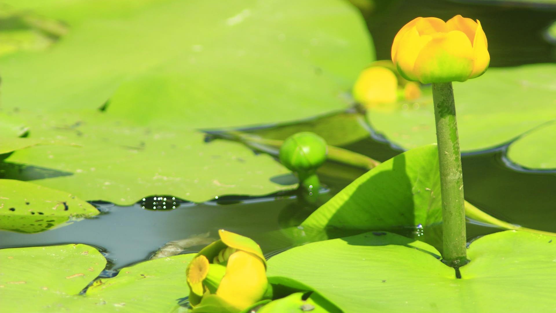 Die Gelbe Teichrose ist ein absoluter Hingucker im Gartenteich.