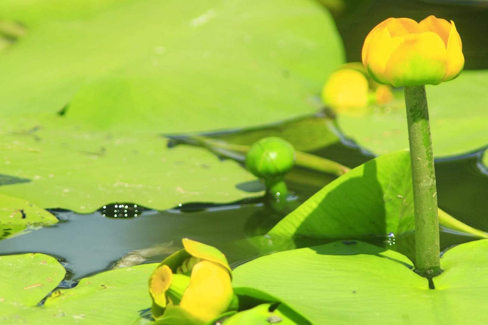 Die Gelbe Teichrose ist ein absoluter Hingucker im Gartenteich.