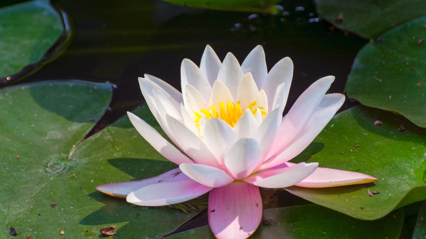 Die Blüten der Lotusblume haben einen Durchmesser von bis zu 25 Zentimetern.