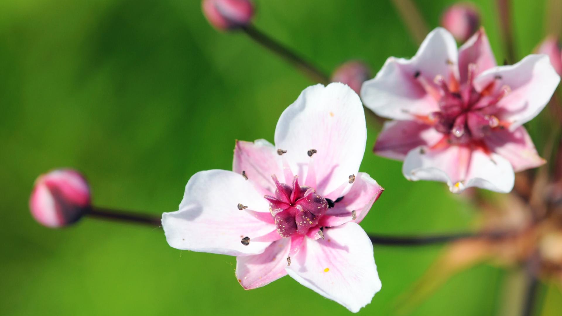 Die Schwanenblume fühlt sich in der Flachwasserzone des Gartenteichs wohl.