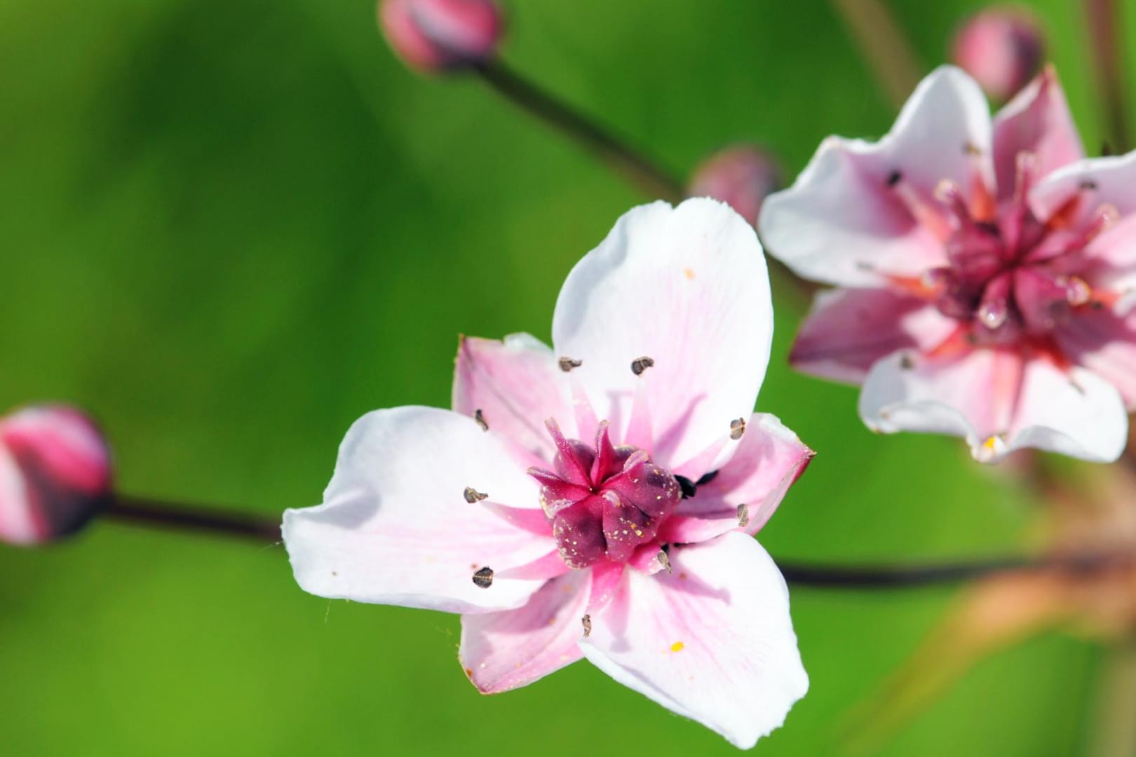 Die Schwanenblume fühlt sich in der Flachwasserzone des Gartenteichs wohl.