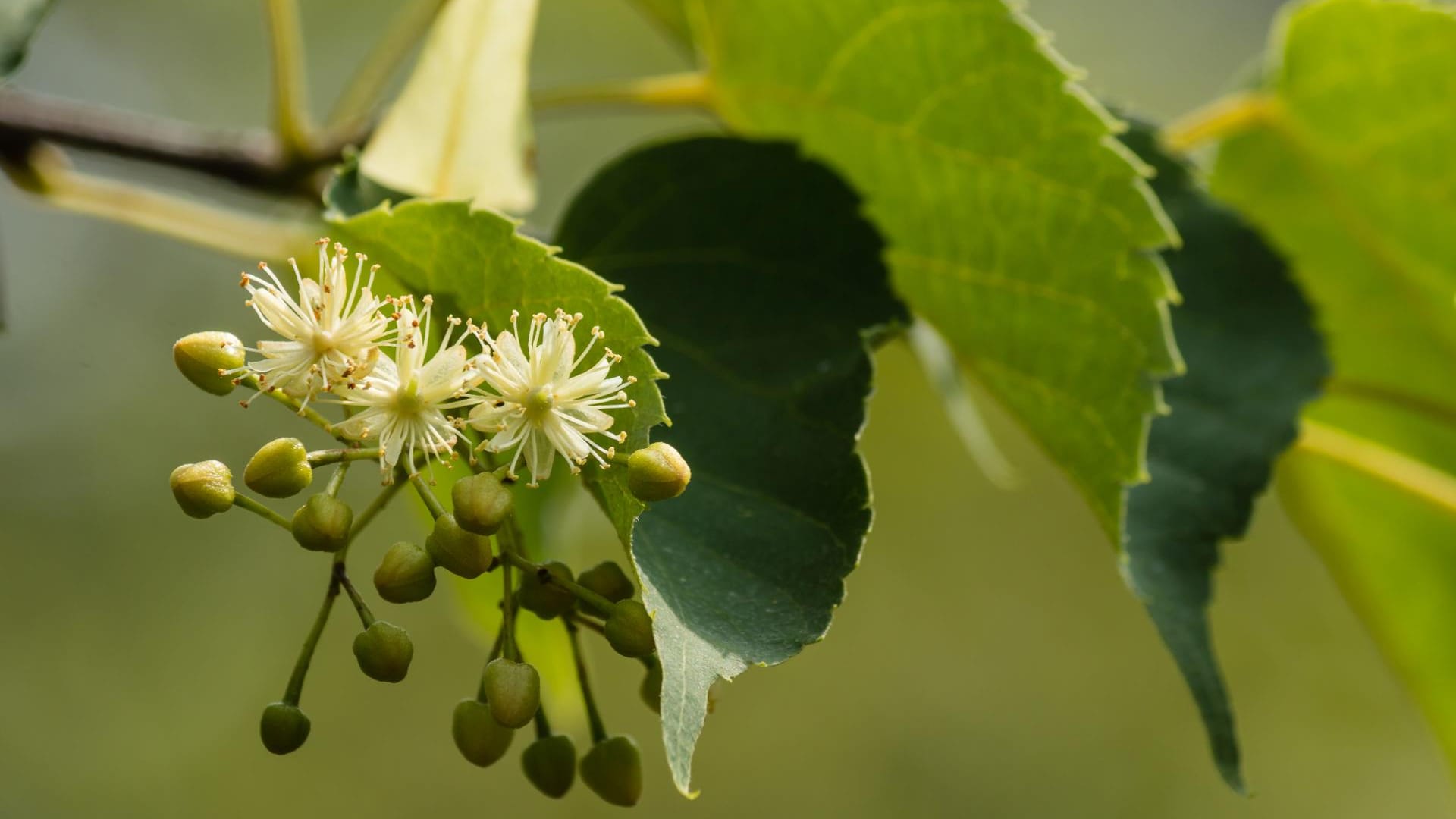 Die Blüten des Lindenbaums haben eine durchweg positive Heilwirkung.