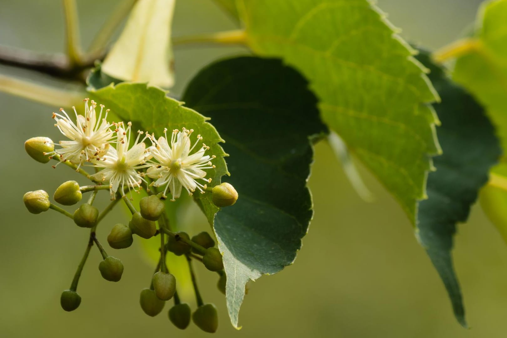 Die Blüten des Lindenbaums haben eine durchweg positive Heilwirkung.