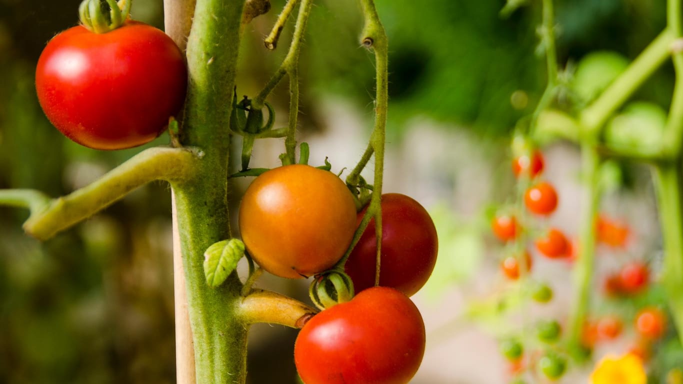 Tomaten lassen sich gut im eigenen Garten anpflanzen.