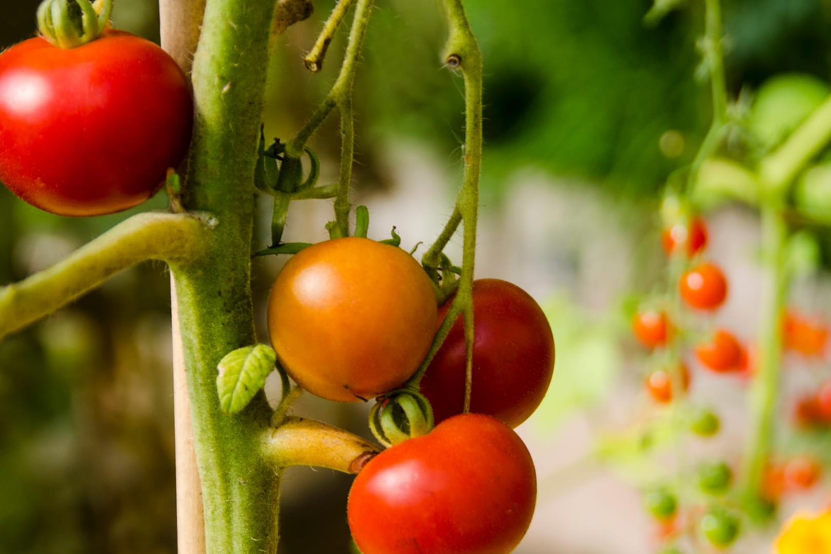 Tomaten lassen sich gut im eigenen Garten anpflanzen.