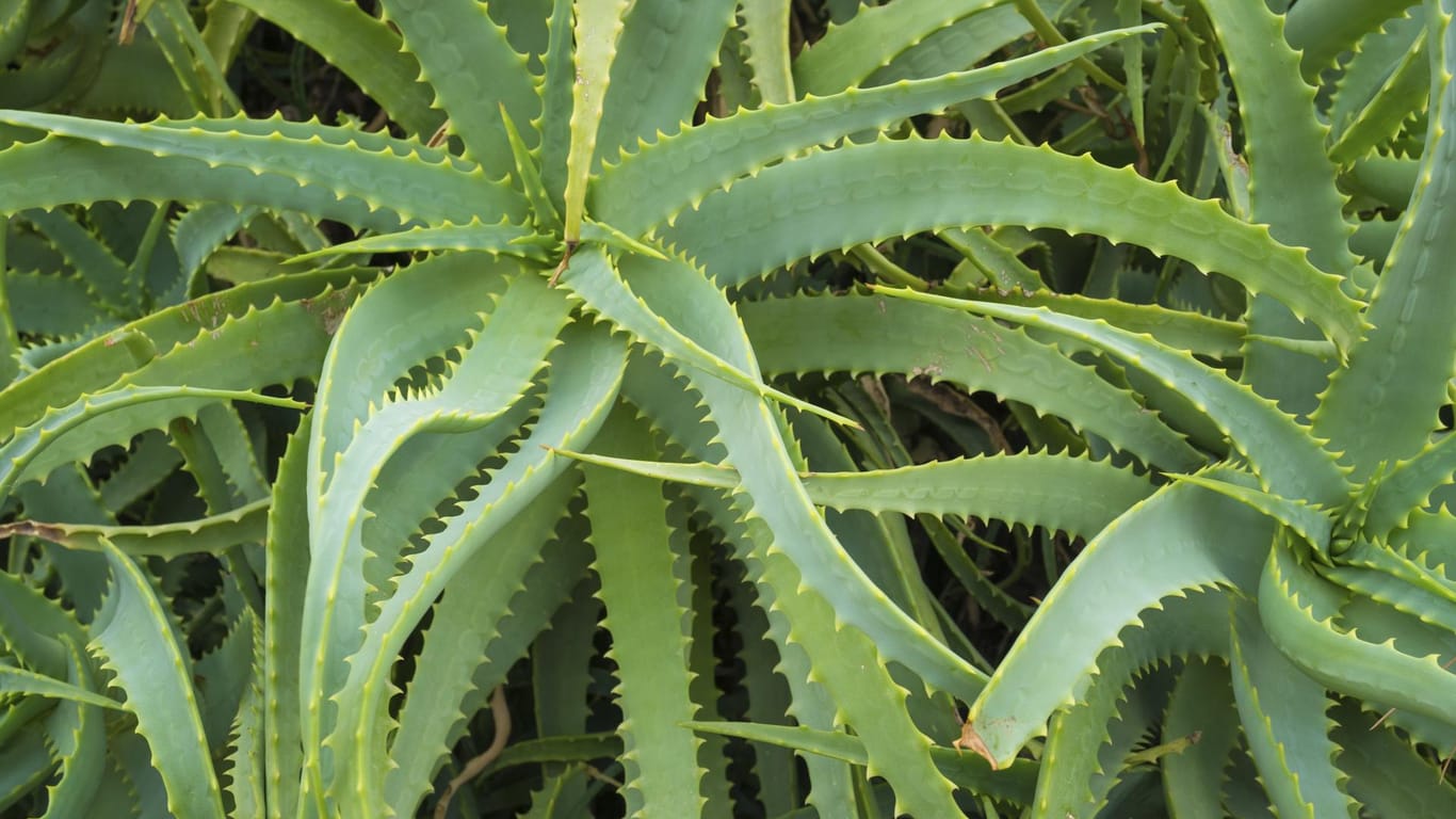 Aloe Vera wirkt kühlend und hilft bei Hauterkrankungen und -irritationen.