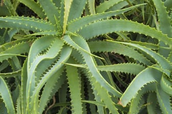 Aloe Vera wirkt kühlend und hilft bei Hauterkrankungen und -irritationen.