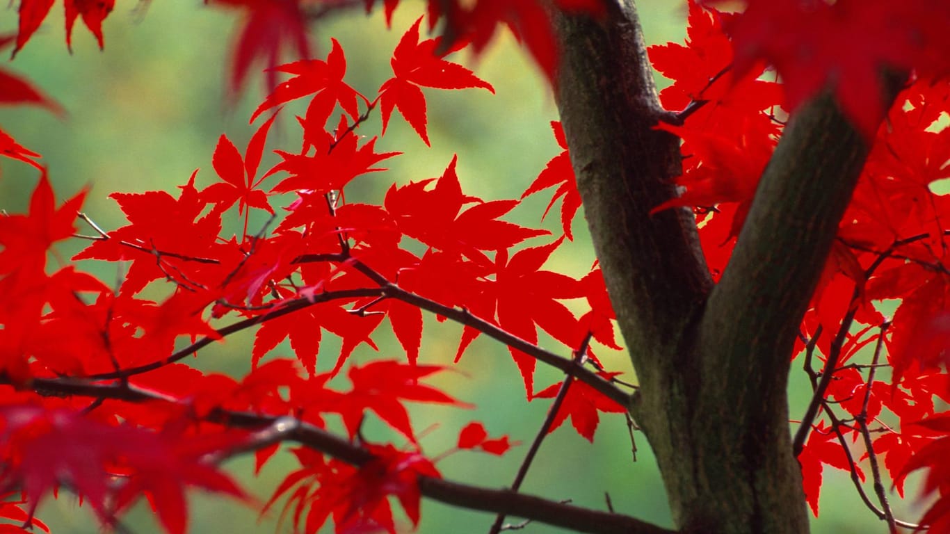 Der Fächerahorn färbt sich im Herbst besonders schön.