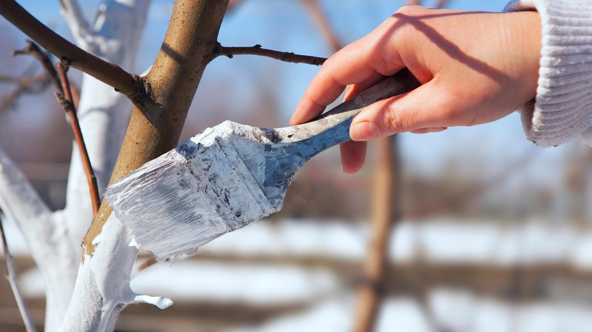 Bäume schützen im Winter nicht vergessen!