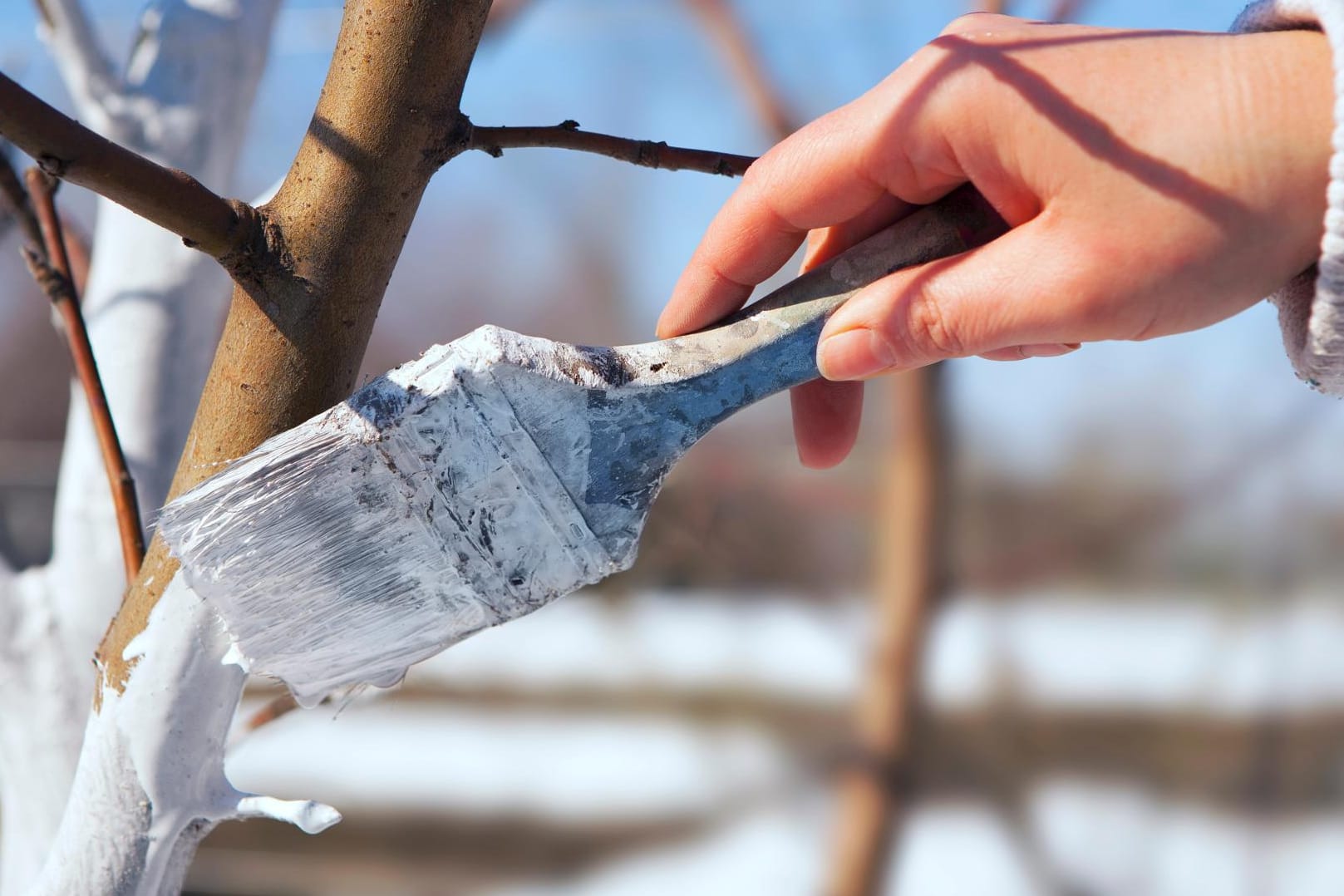 Bäume schützen im Winter nicht vergessen!