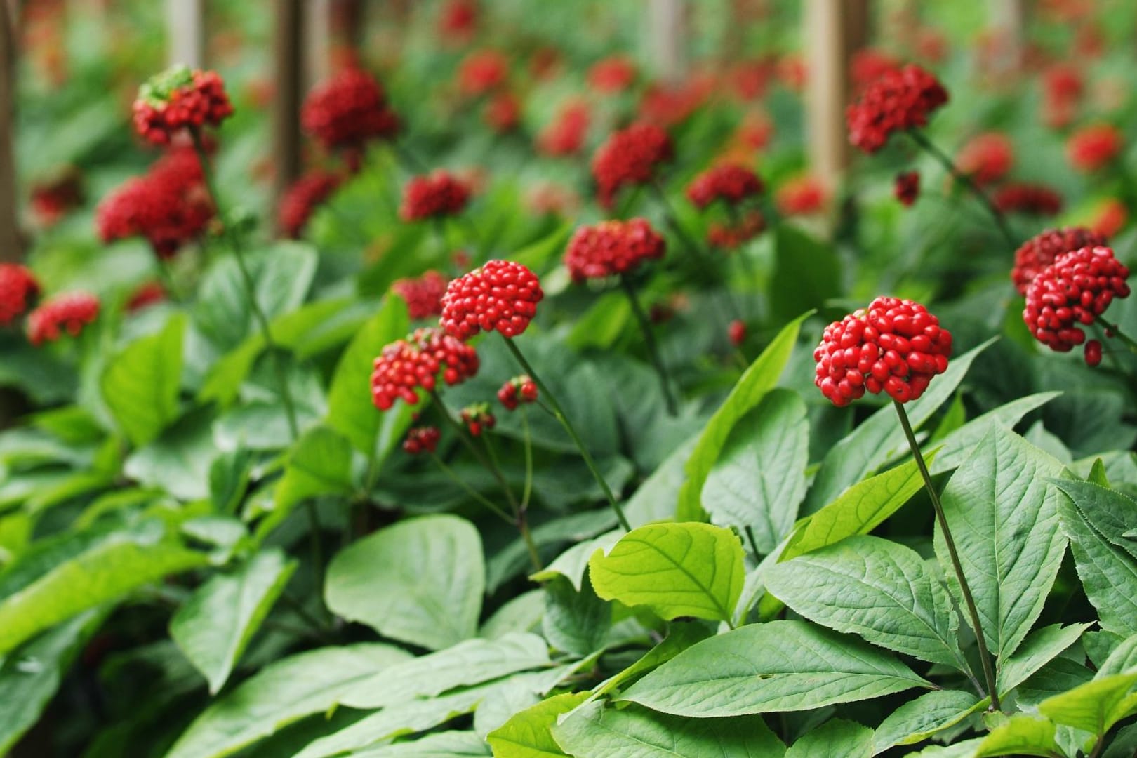 Ginseng kurbelt den Stoffwechsel an und macht munter.