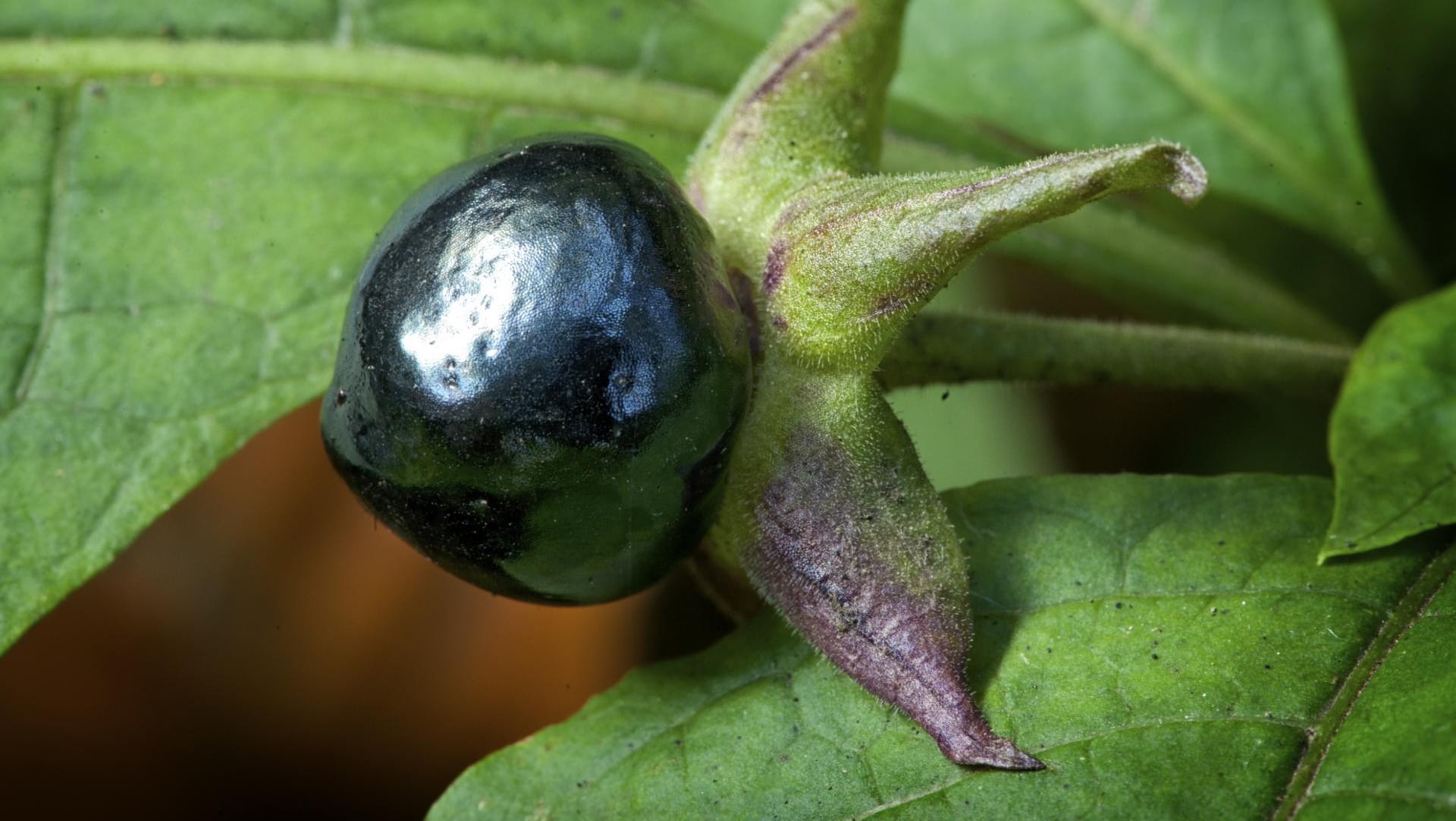 Schon geringe Mengen der Beeren sind tödlich giftig.