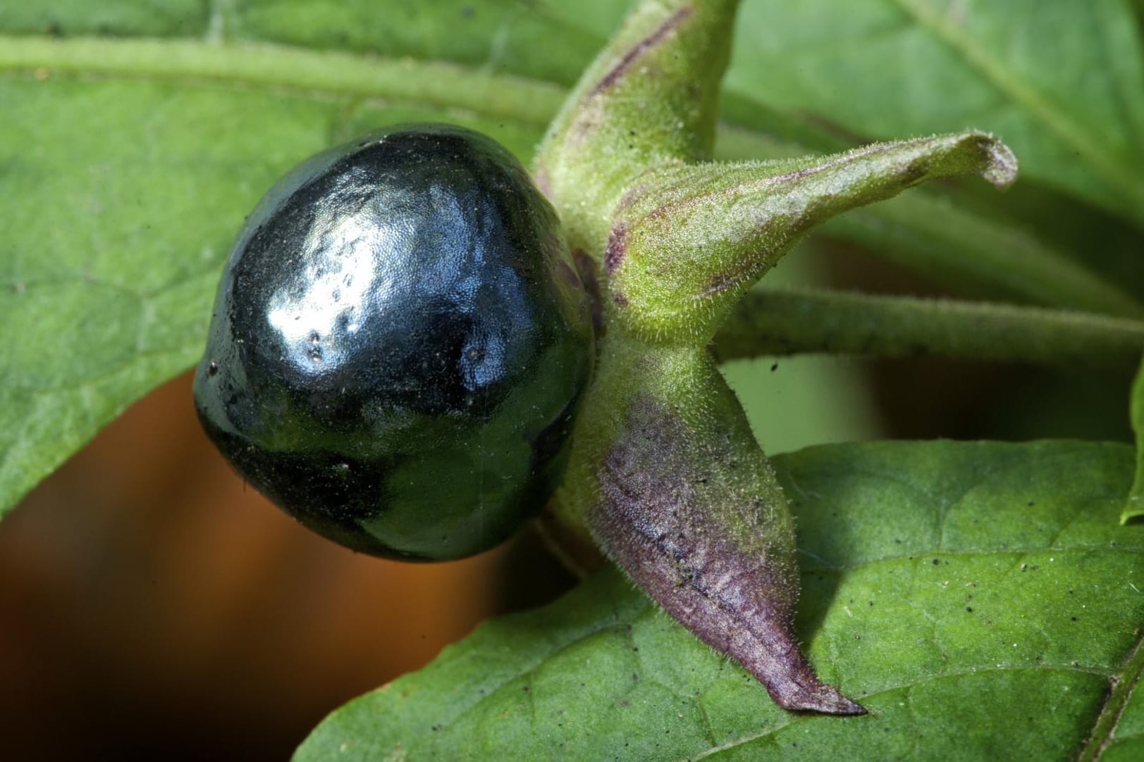 Schon geringe Mengen der Beeren sind tödlich giftig.