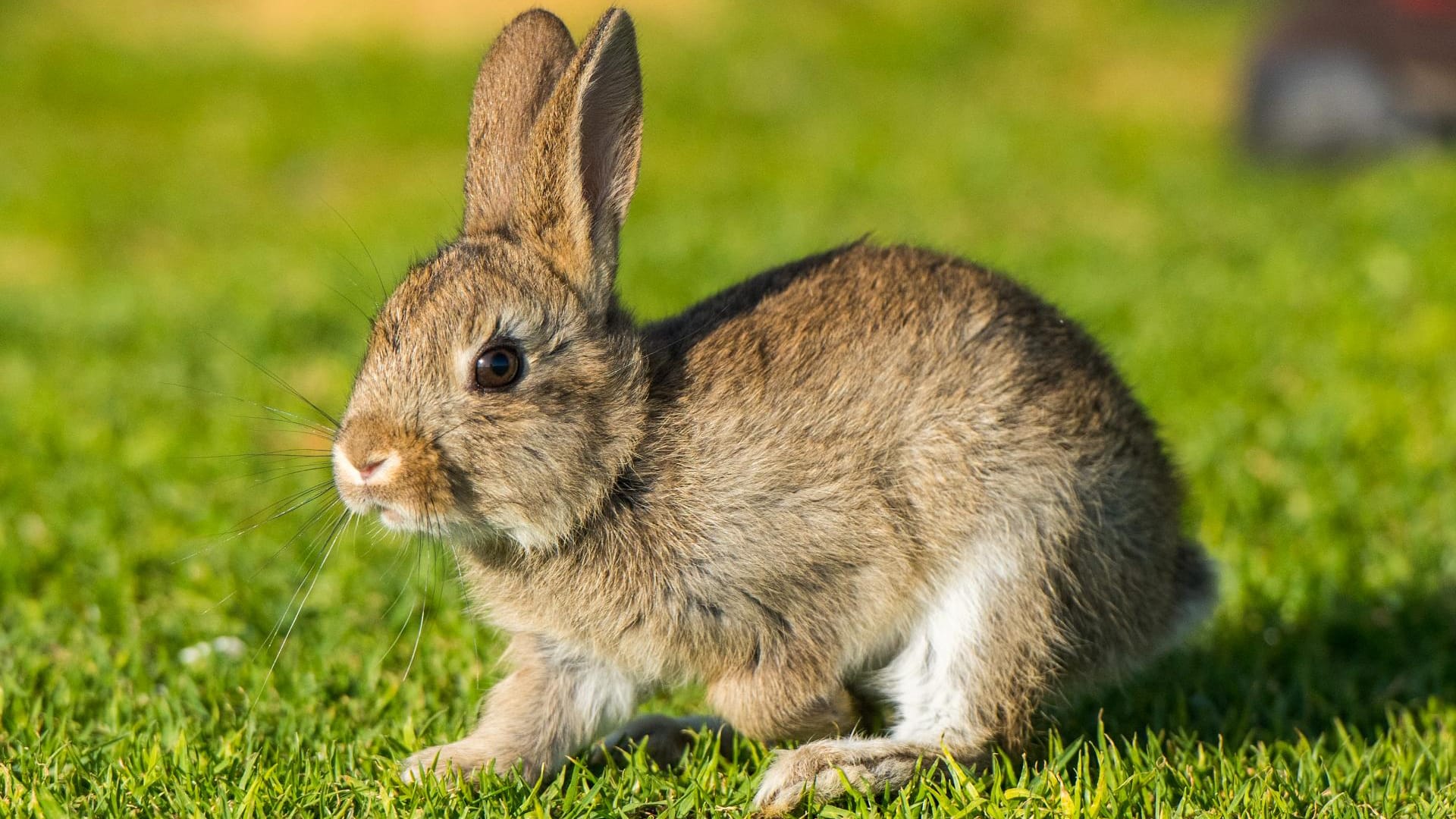 Kaninchen sind viel kleiner als Hasen und haben kürzere Ohren.