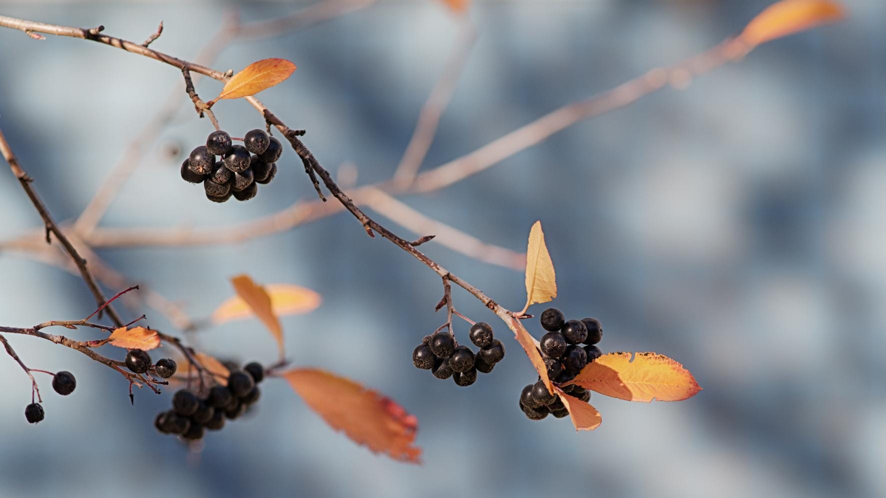 Im Oktober sind die Apfelbeeren reif.