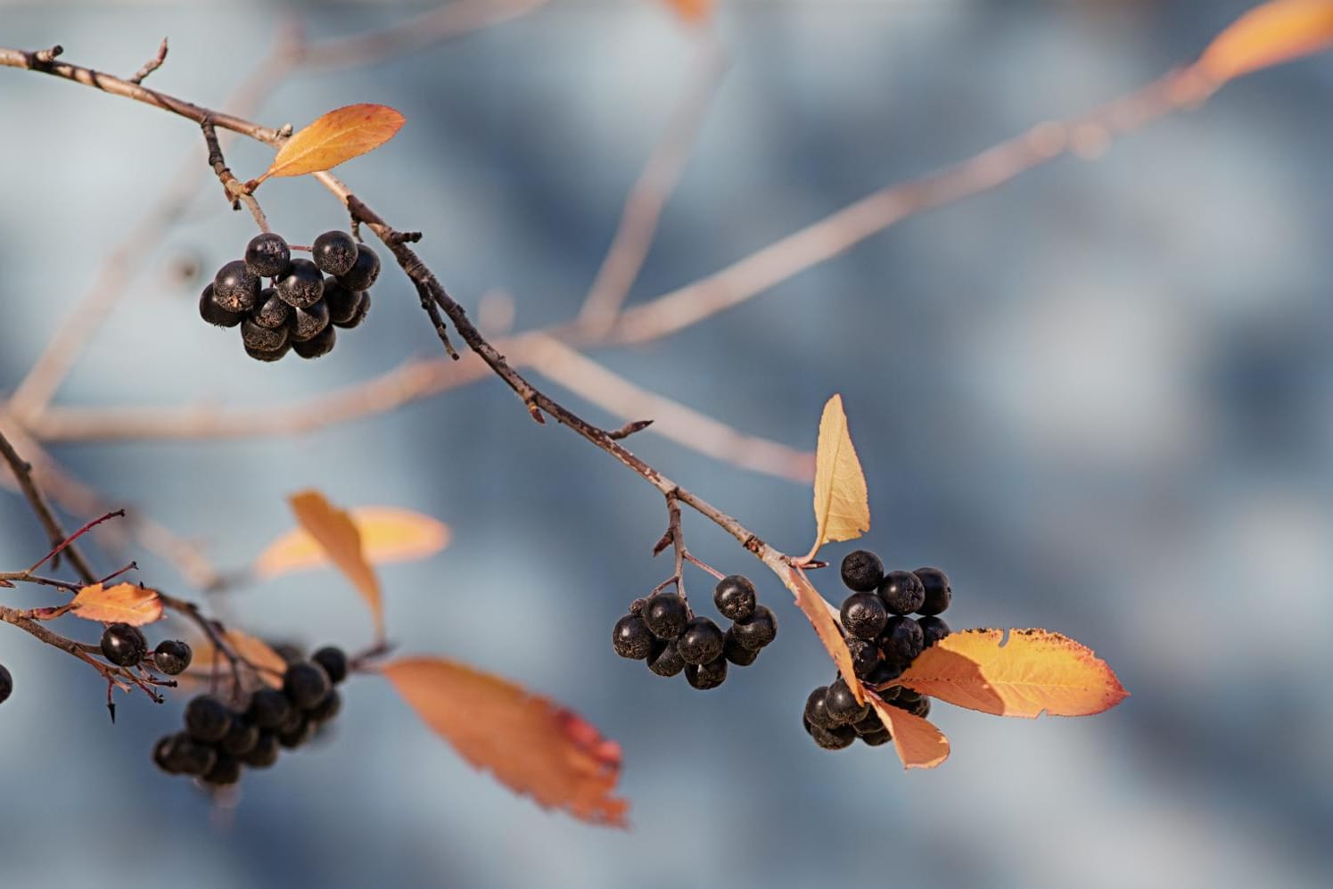 Im Oktober sind die Apfelbeeren reif.