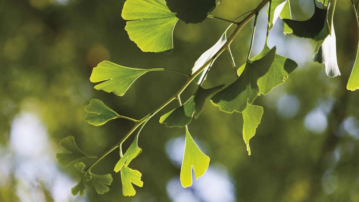 Ginkgo Baum mit heilender Wirkung