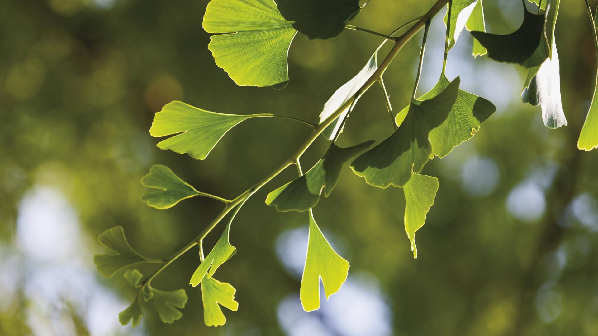 Der Gingkobaum ist der einzige lebende Vertreter der Ginkgoales.