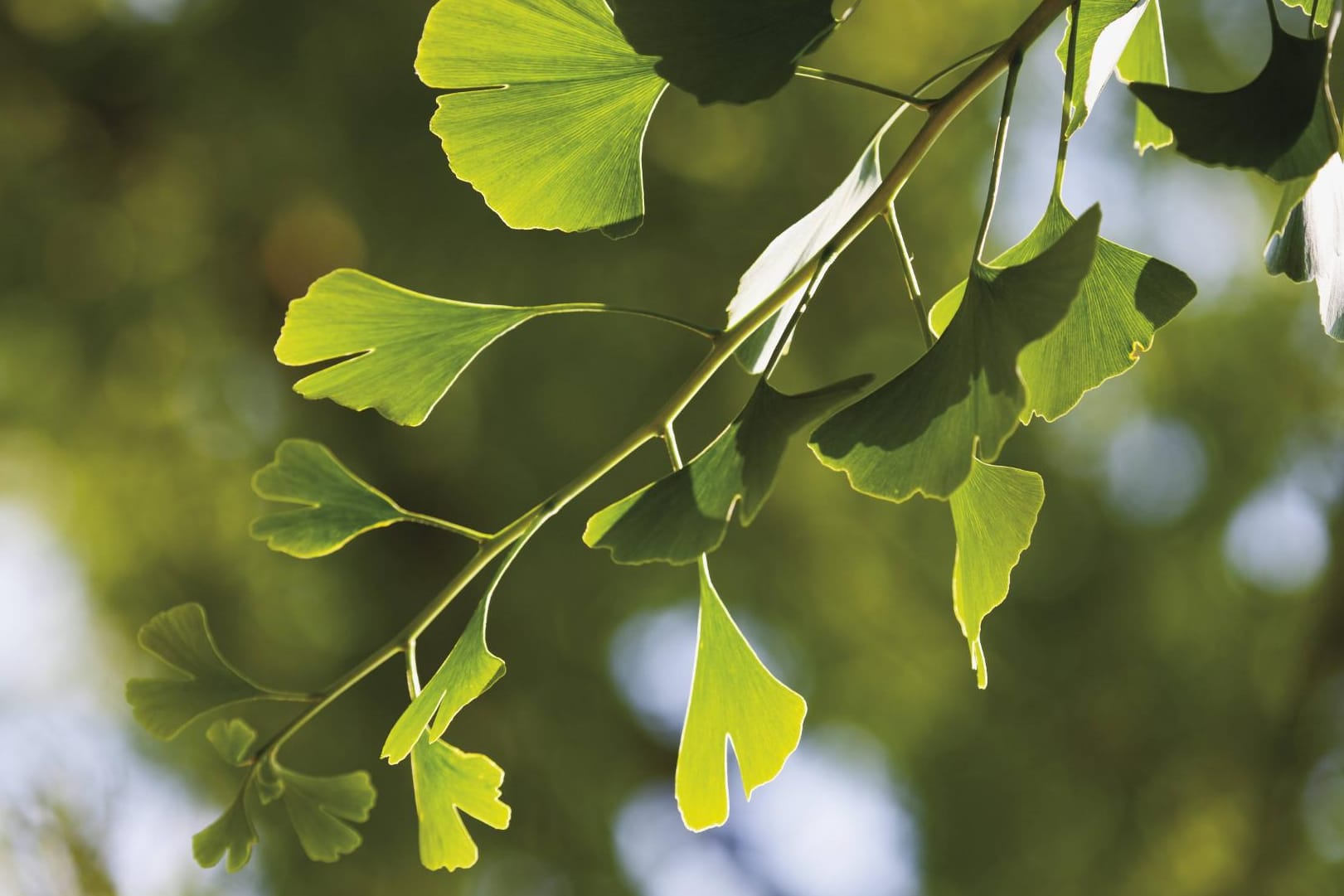 Der Gingkobaum ist der einzige lebende Vertreter der Ginkgoales.