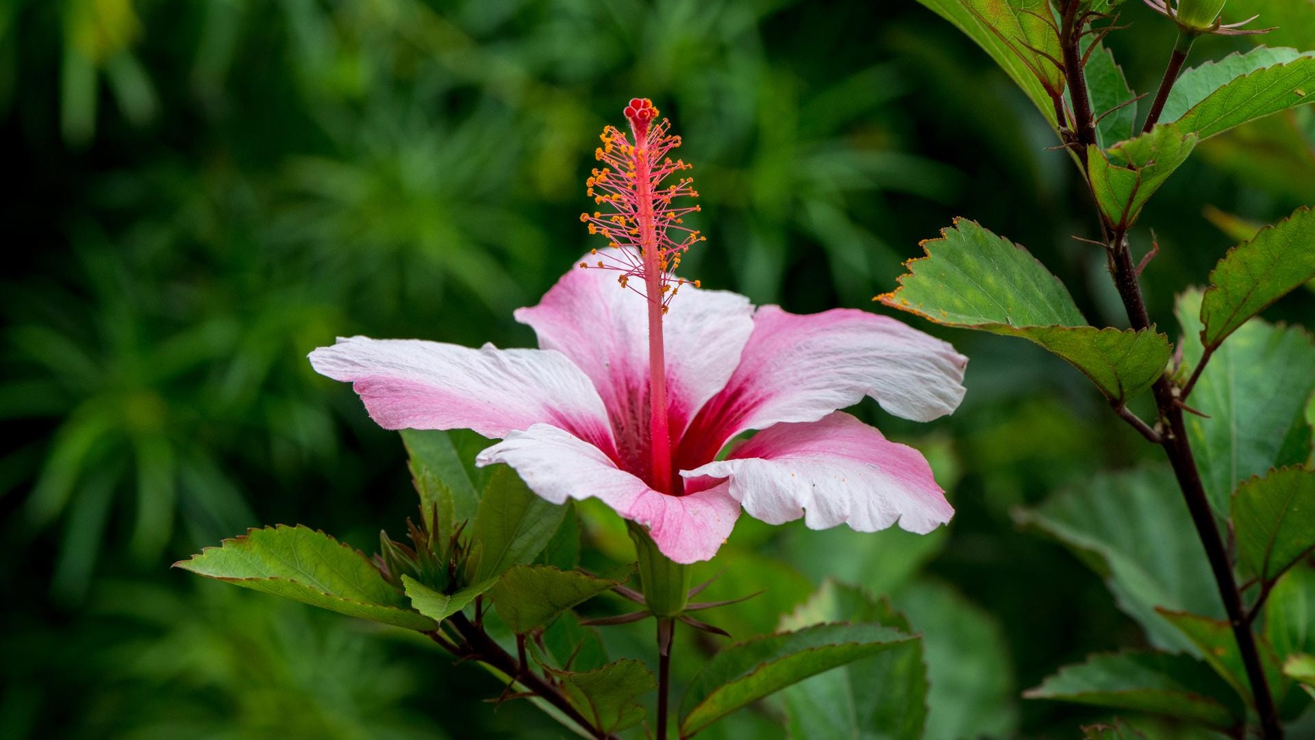 Die Hibiskusblüte ist nicht nur schön anzusehen.