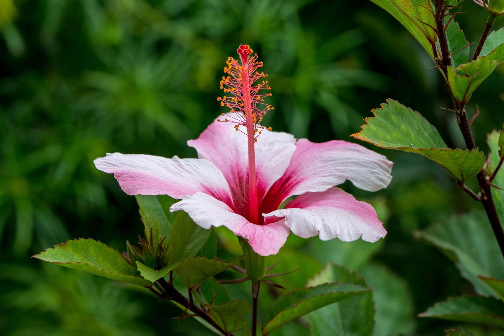 Die Hibiskusblüte ist nicht nur schön anzusehen.