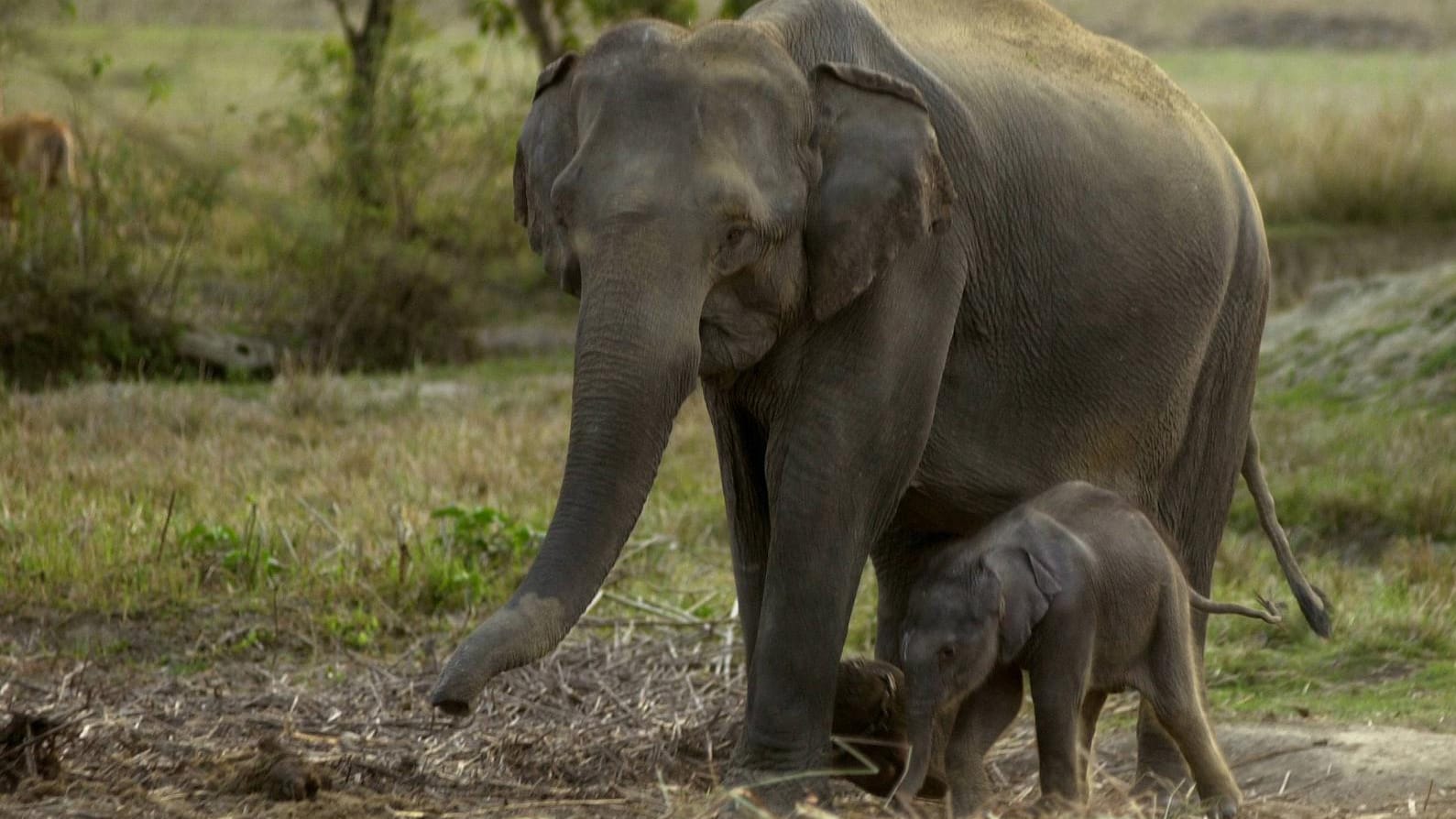 Der Indische Elefant und sein Lebensraum sind bedroht.