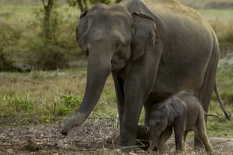 Der Indische Elefant und sein Lebensraum sind bedroht.