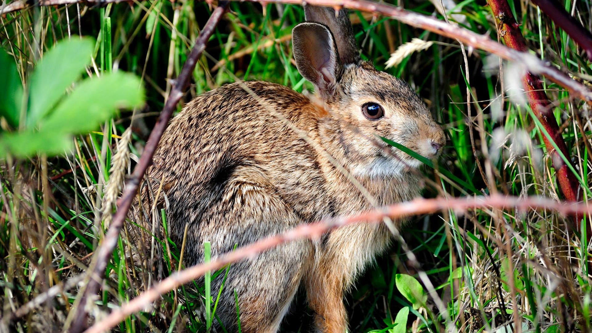 Das Fell von Wildkaninchen ist meist grau oder bräunlich.