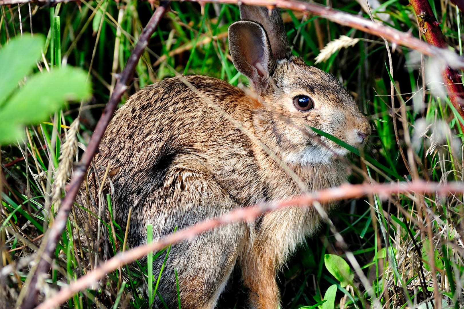 Das Fell von Wildkaninchen ist meist grau oder bräunlich.