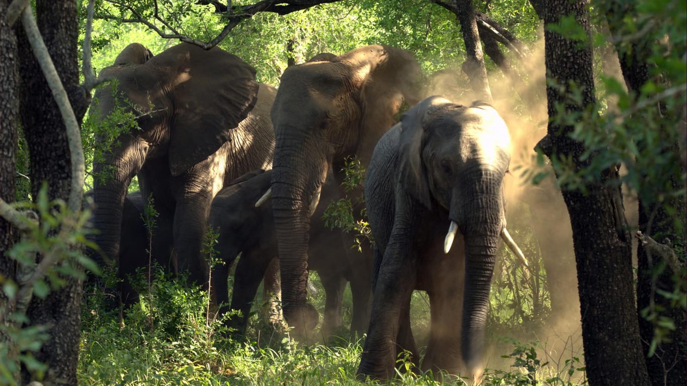 Zurückgezogen im Dschungel lebt der Waldelefant.