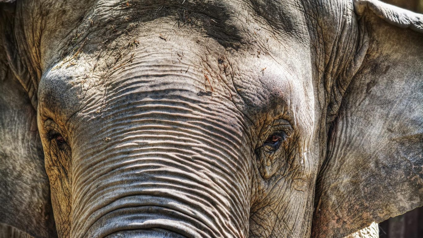 Elefanten erkennen ehemalige Mitglieder einer Elefantengruppe auch nach vielen Jahren wieder.