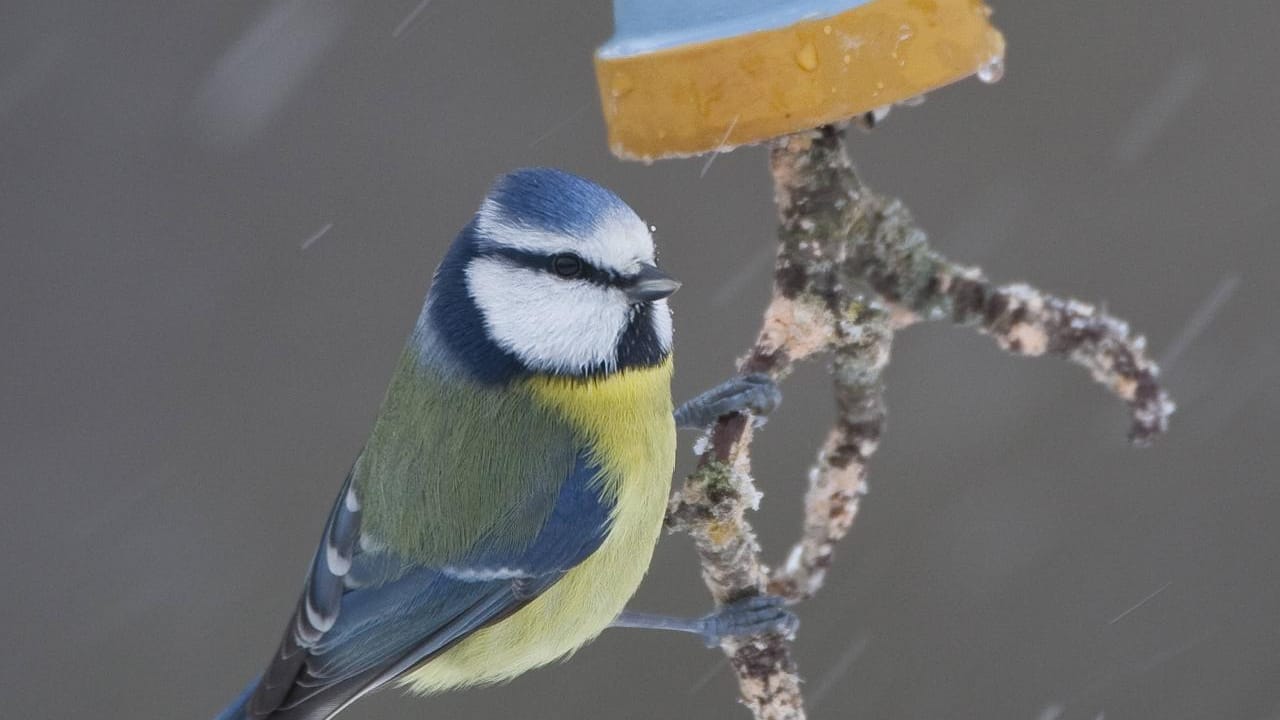 Gerade Meisen (hier eine Blaumeise) werden von Futterglocken angelockt.