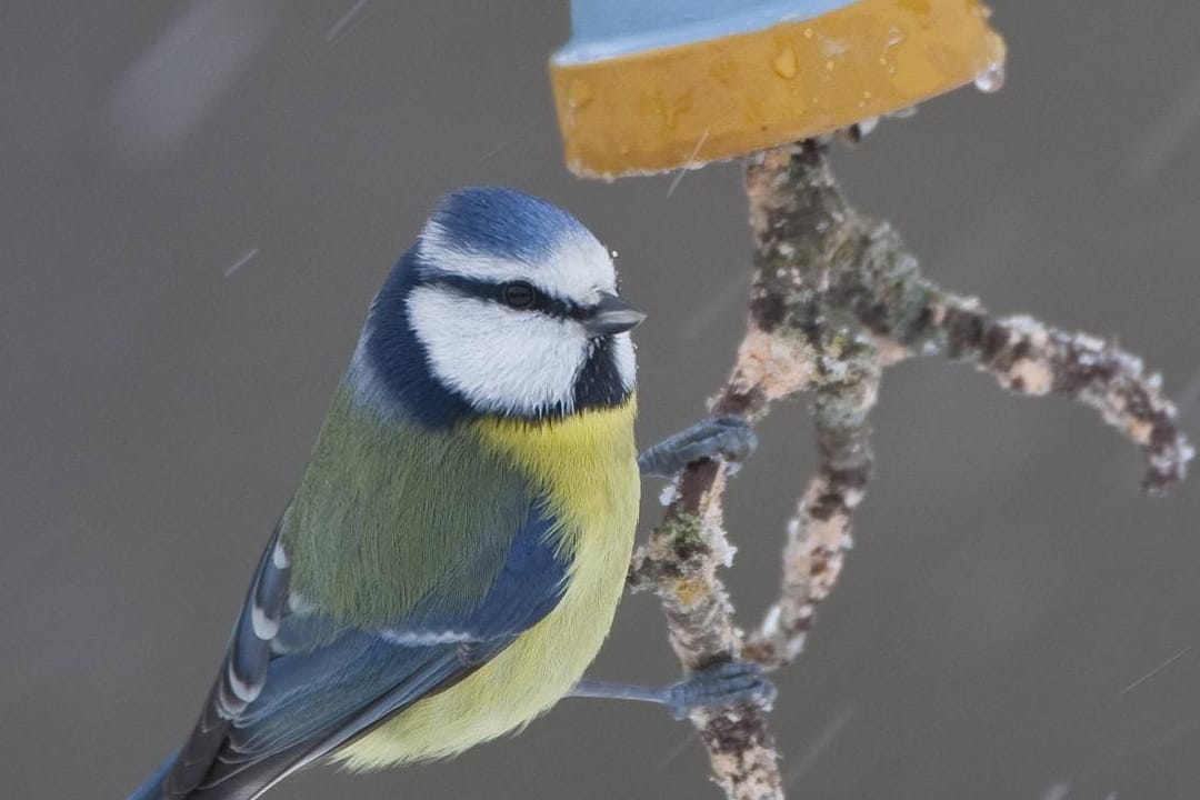 Gerade Meisen (hier eine Blaumeise) werden von Futterglocken angelockt.