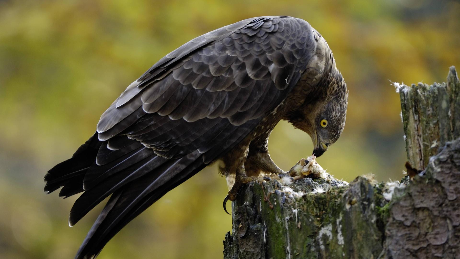 Neben Wespen und Hummeln zählen auch Jungvögel zur Beute des Wespenbussards.