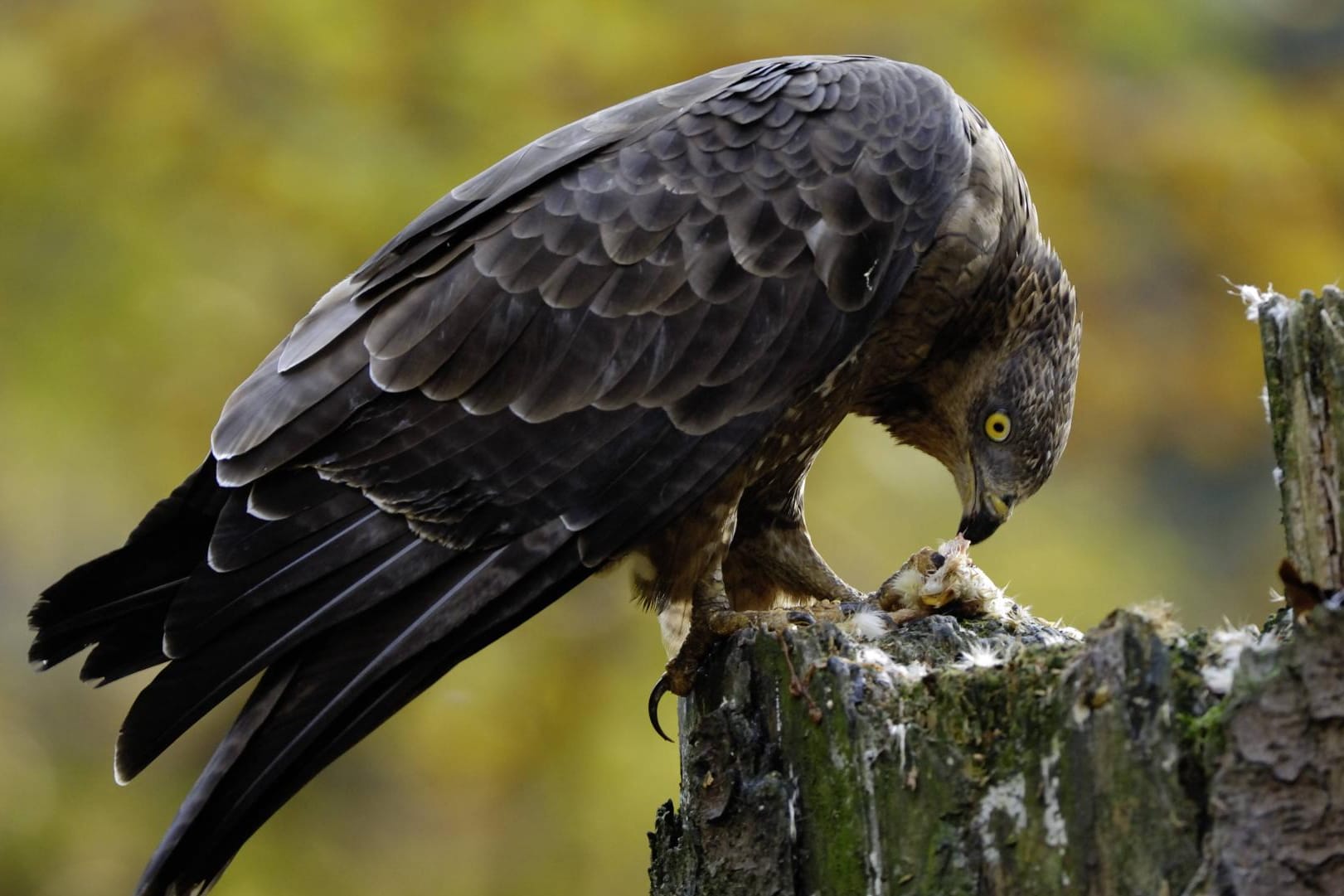 Neben Wespen und Hummeln zählen auch Jungvögel zur Beute des Wespenbussards.