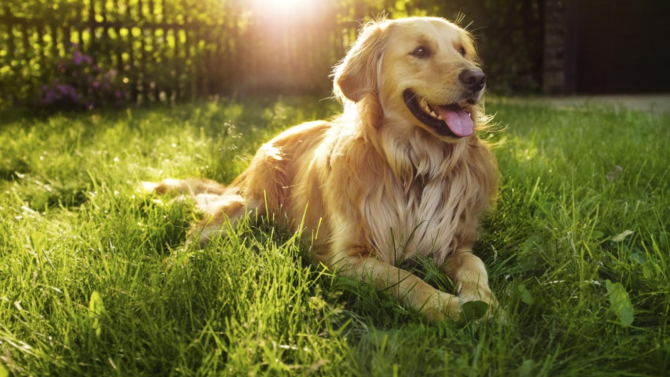 Der Golden Retriever ist mit der richtigen Erziehung und Beschäftigung ein idealer Familienhund.