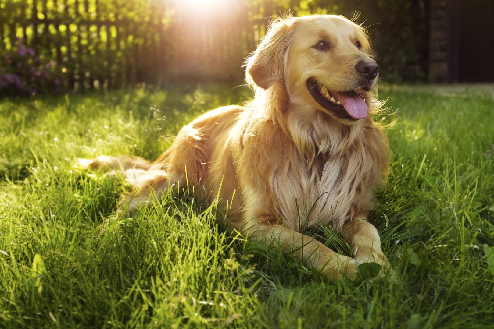 Der Golden Retriever ist mit der richtigen Erziehung und Beschäftigung ein idealer Familienhund.