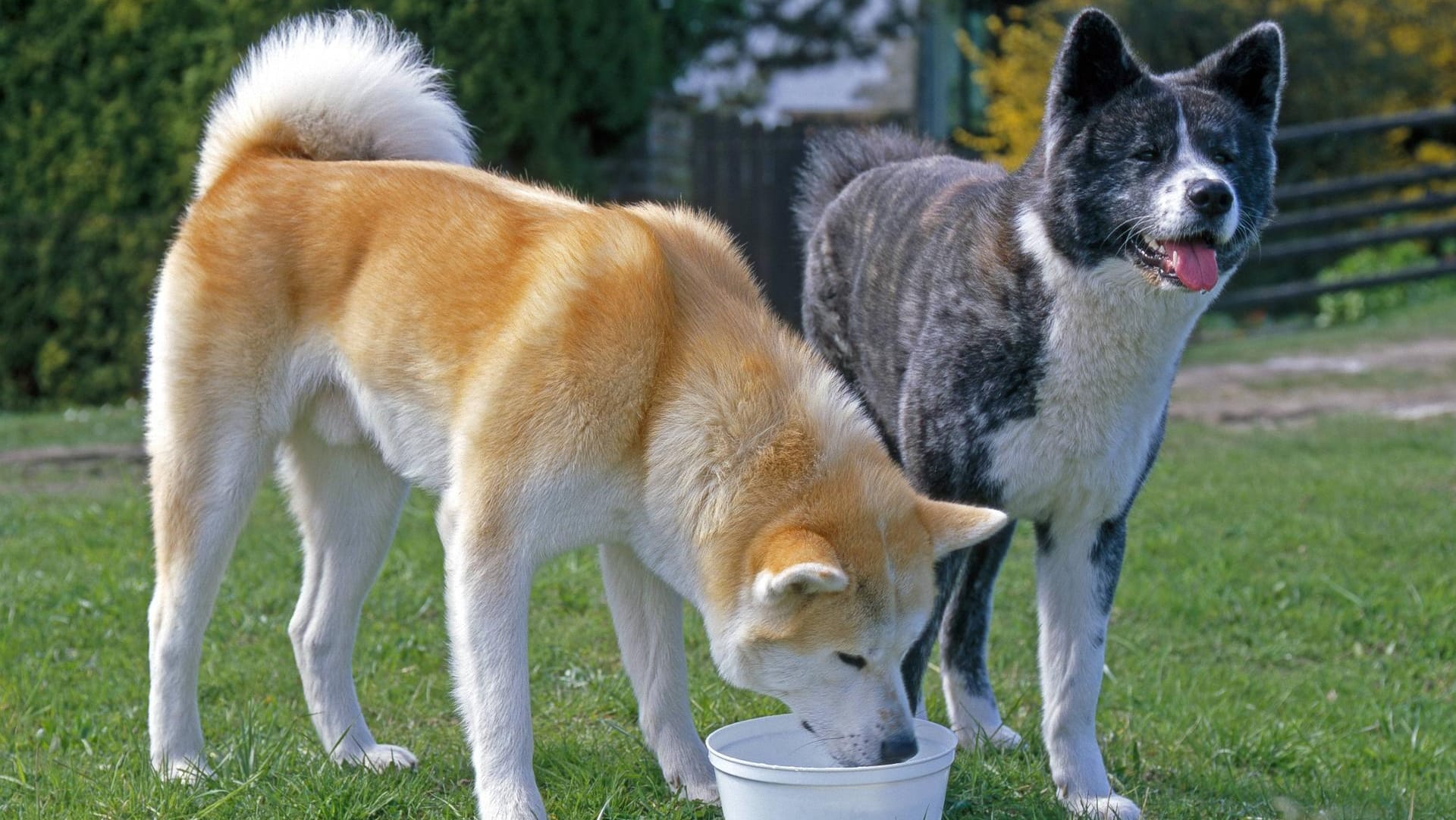 Der Akita Inu in seinen klassischen Fellfarben graubraun und gelblich.