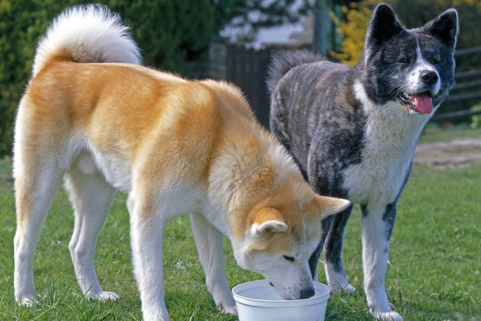 Der Akita Inu in seinen klassischen Fellfarben graubraun und gelblich.