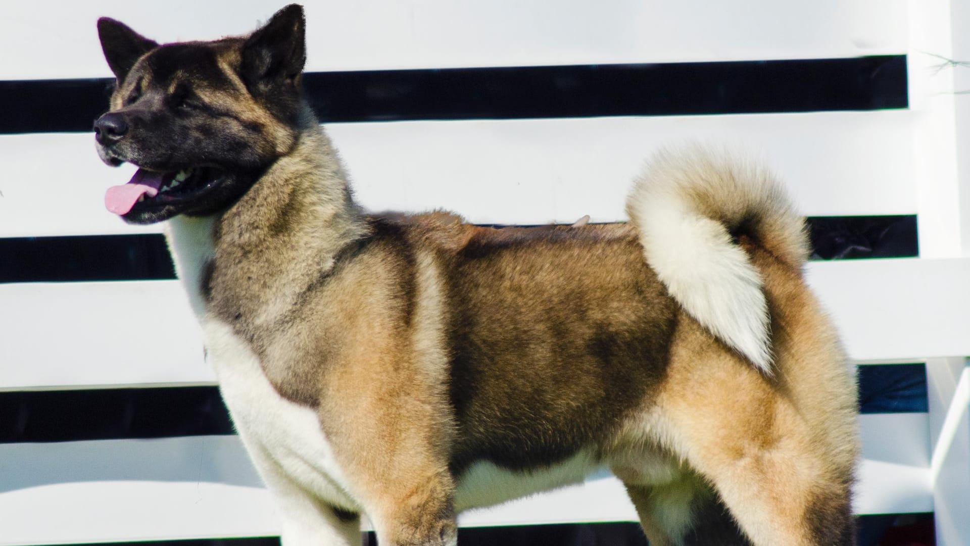 Der American Akita hat dunkle Augen und Augenlider.