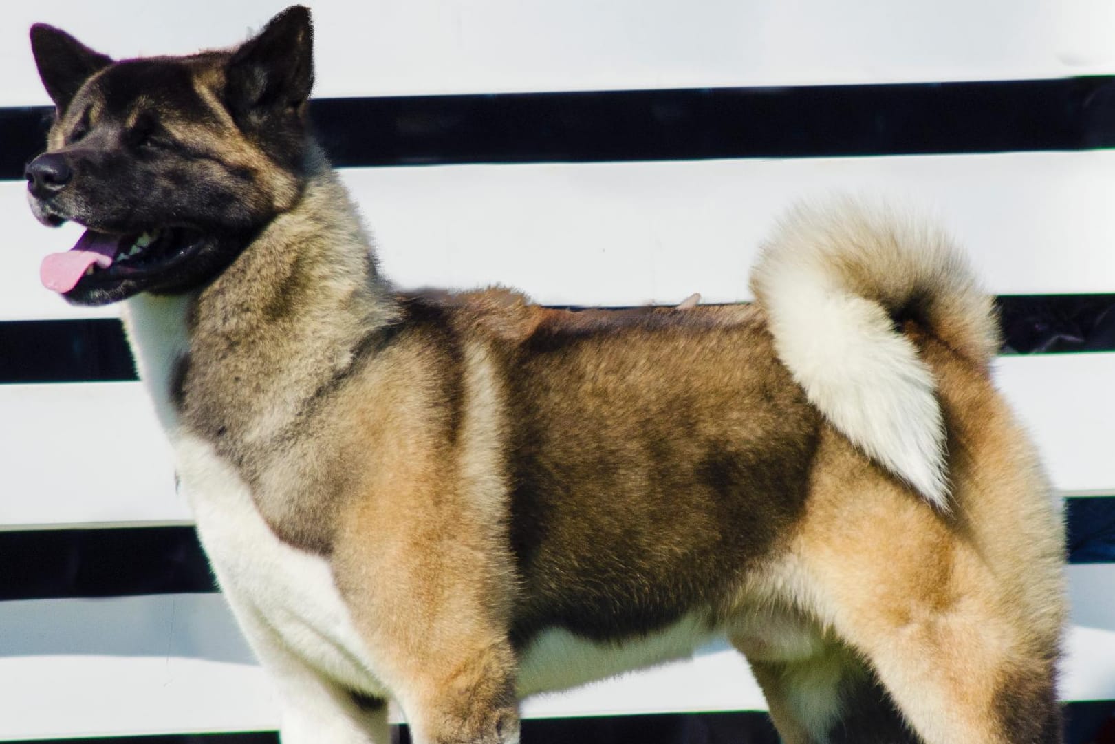 Der American Akita hat dunkle Augen und Augenlider.